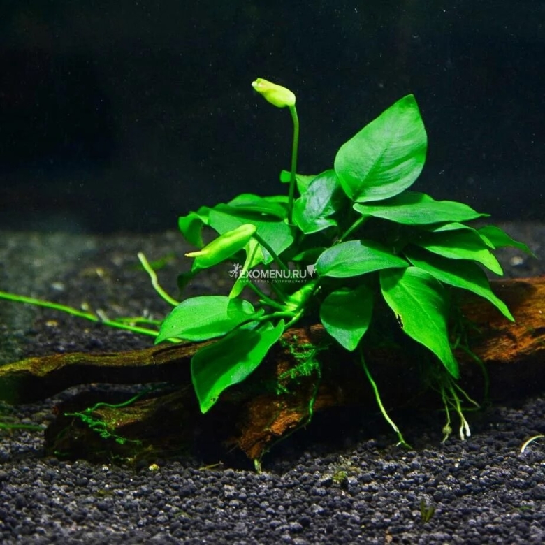Анубиас бартера Нана