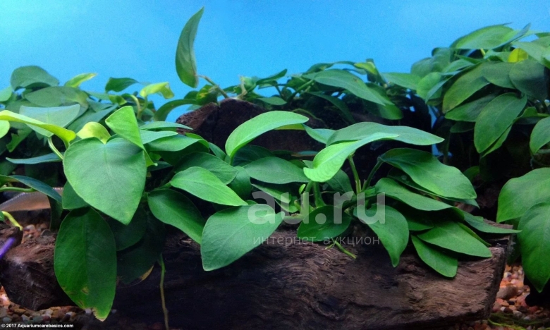 Анубиас бартери
