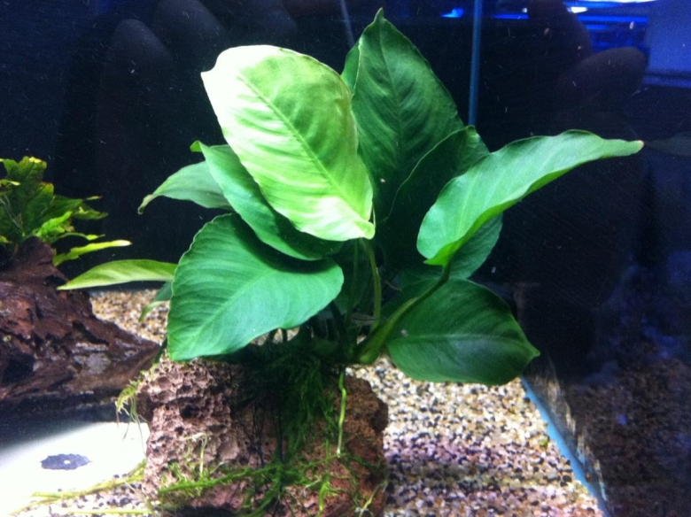 Аква растение анубиас