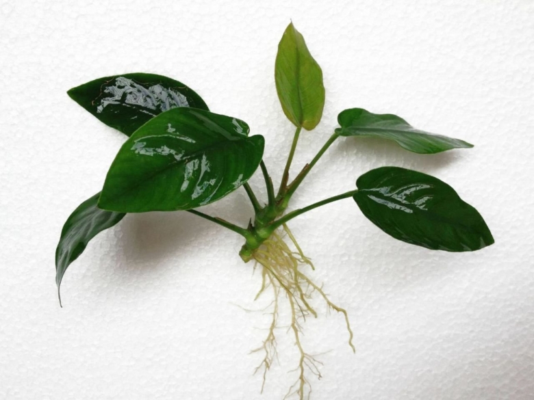 Водоросли анубиас Нана