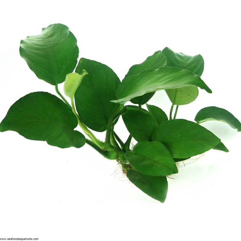 Анубиас аквариумное растение