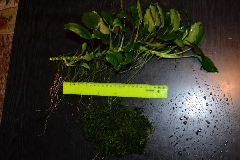 Анубиас Нана Голд