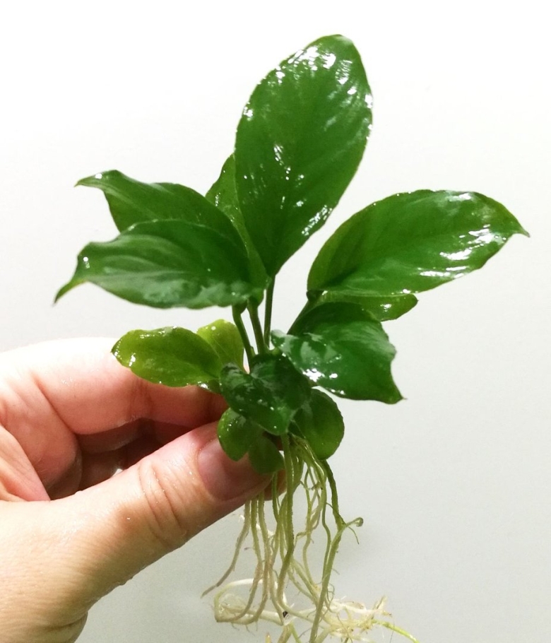 Анубиас разнолистный