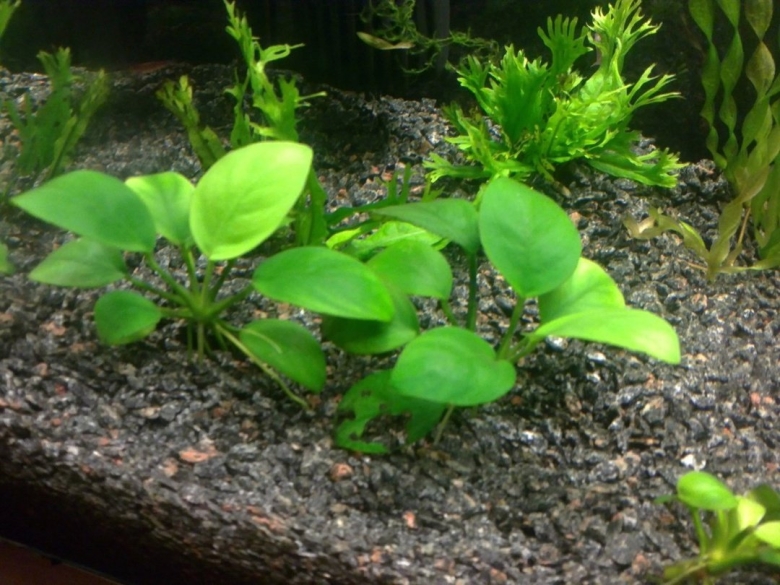 Анубиас нана