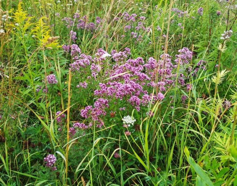 Душица обыкновенная Фармакогнозия