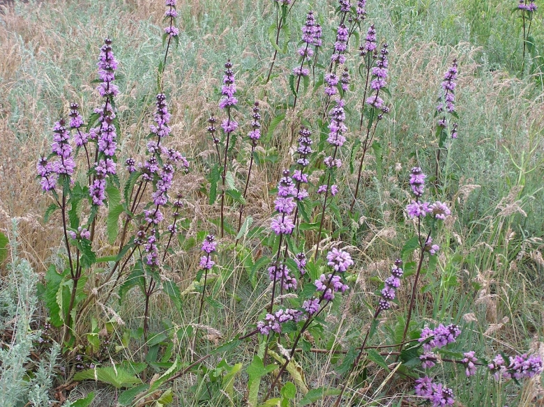 Зопник Самосский