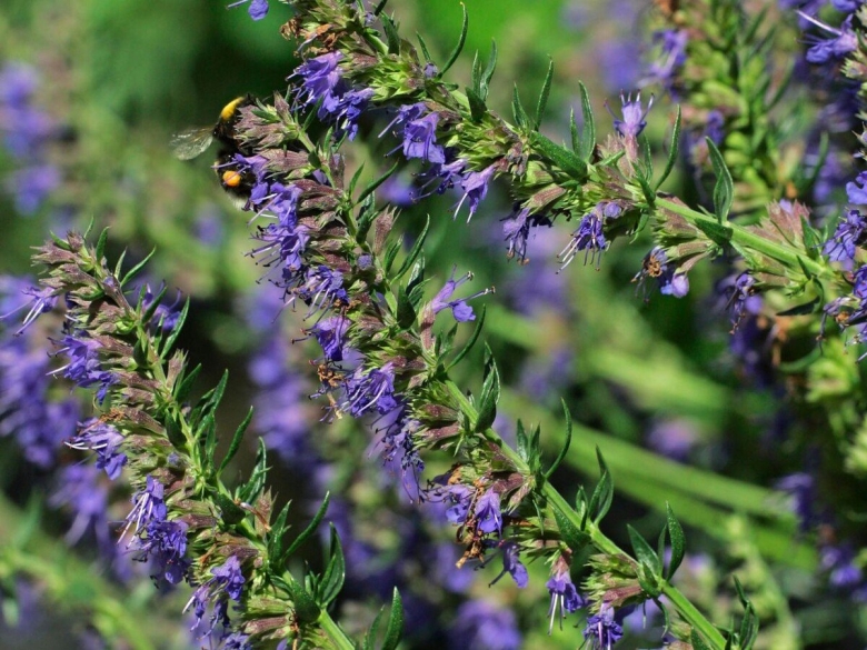 Иссоп оффициналис