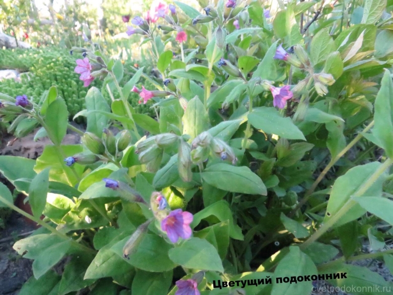 Медуница лекарственная трава