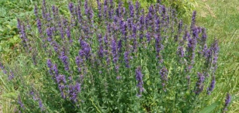 Иссоп синий зверобой