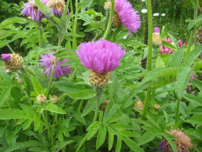 Левзея сафлоровидная маралий корень