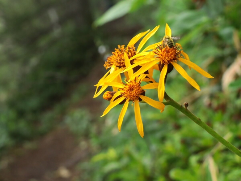 Панацея растение