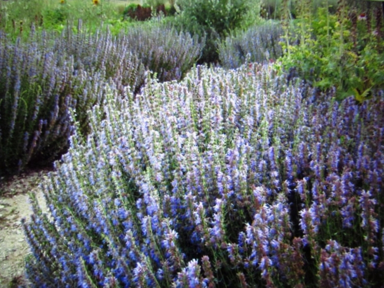 Иссоп оффициналис