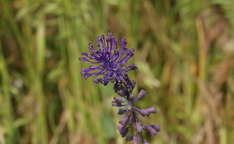 Лечебные травы средней Азии