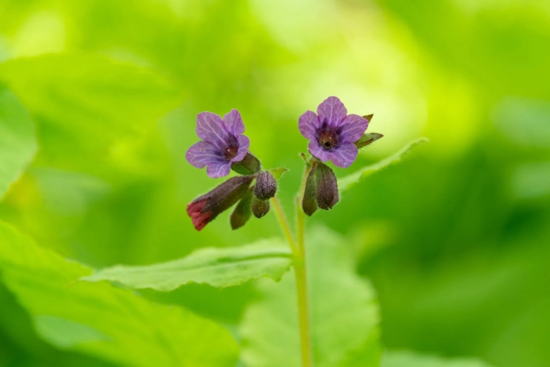 Медуница неясная