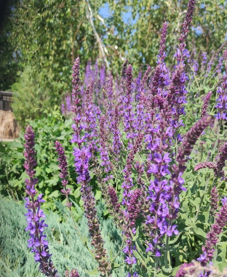 Шалфей дубравный salvia nemorosa