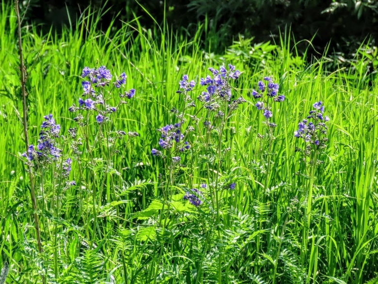 Зопник клубненосный