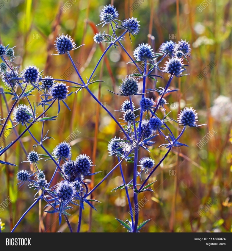 Синеголовник полевой
