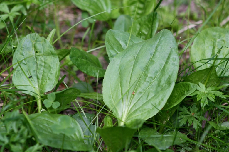 Подорожник в Сибири