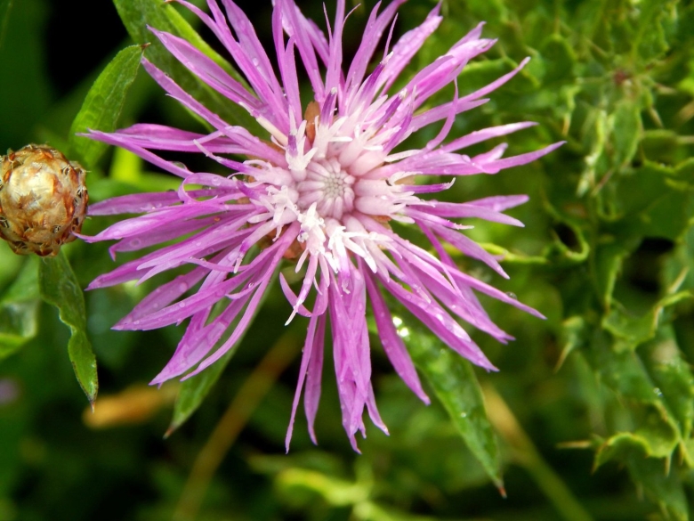 Василёк Луговой сорные растения