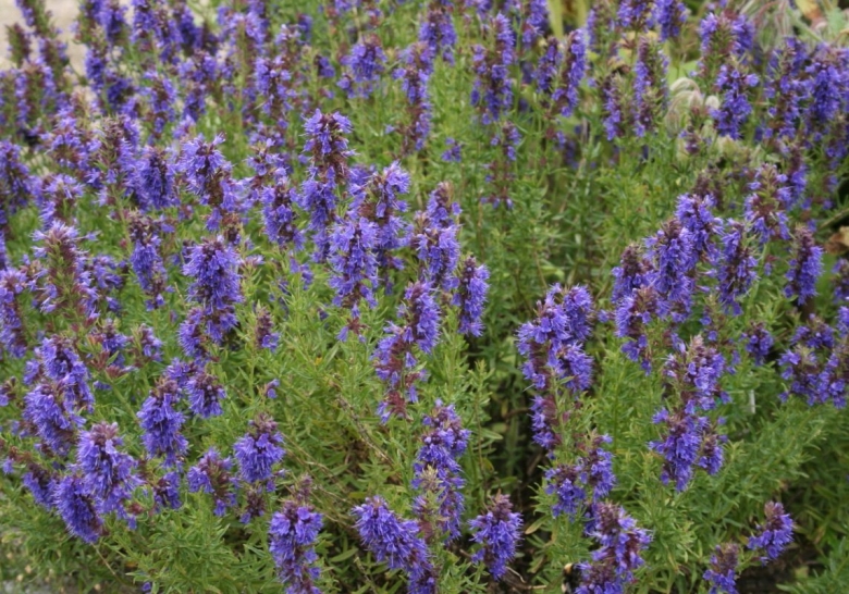 Иссоп оффициналис