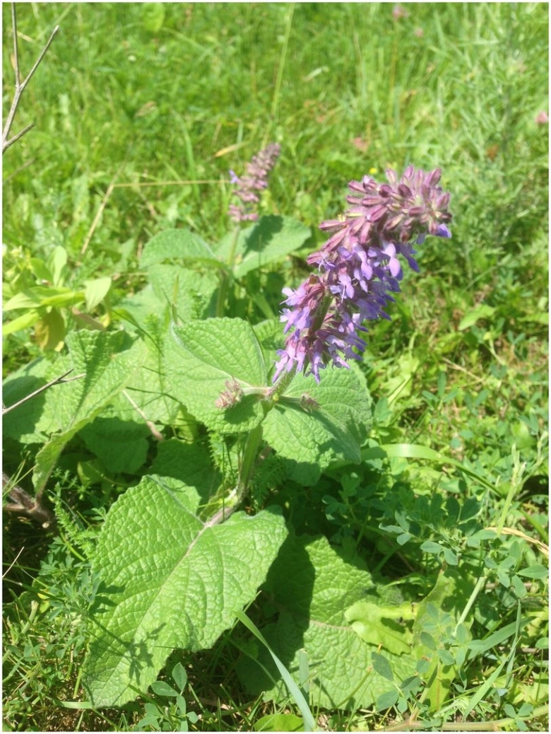 Шалфей мутовчатый