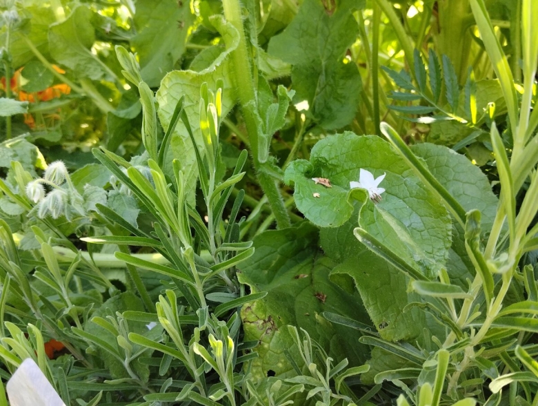 Травы прованса