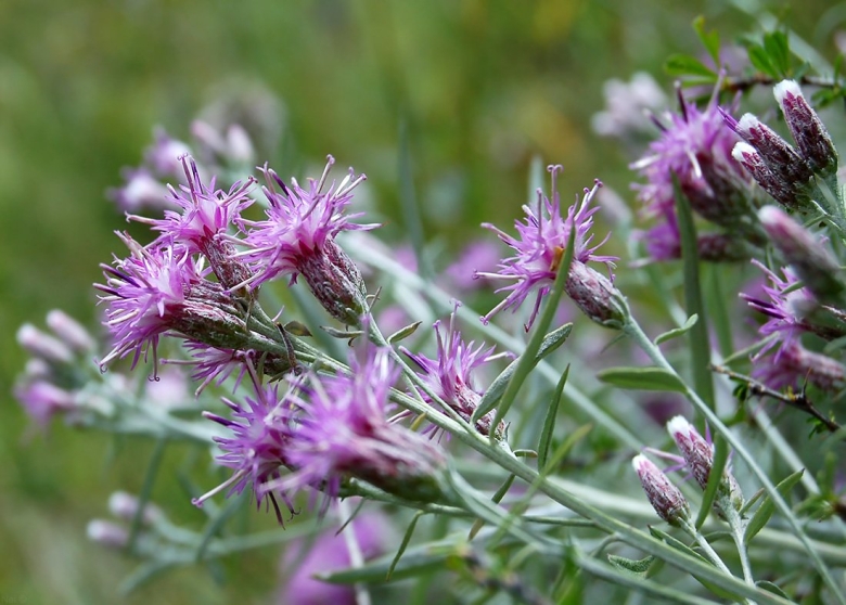 Растение соссюрея иволистная