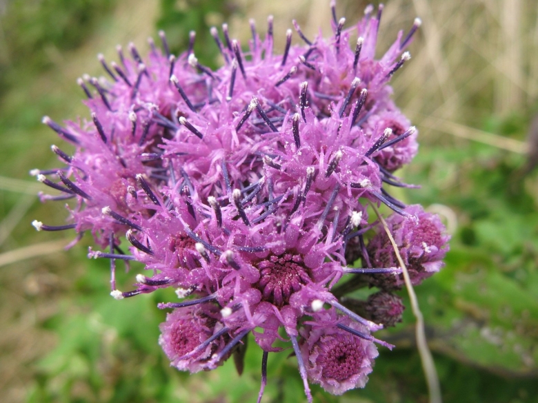 Соссюрея иволистная