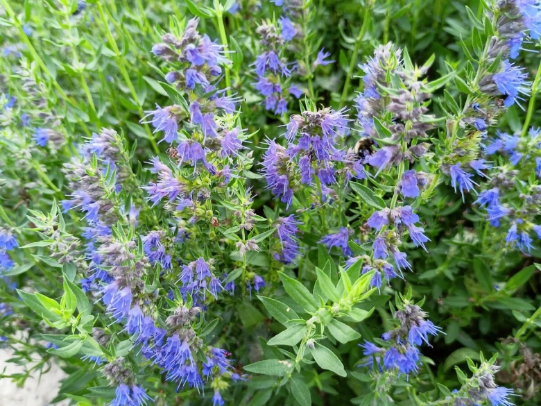 Иссоп медонос