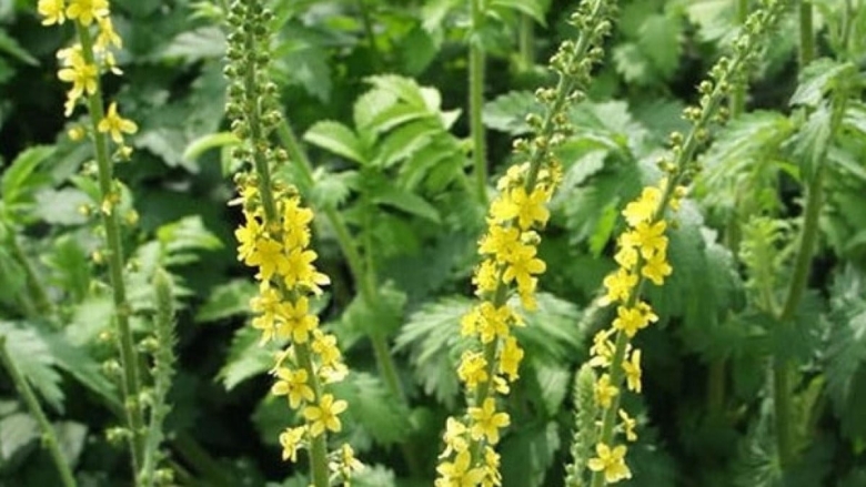 Репешок обыкновенный