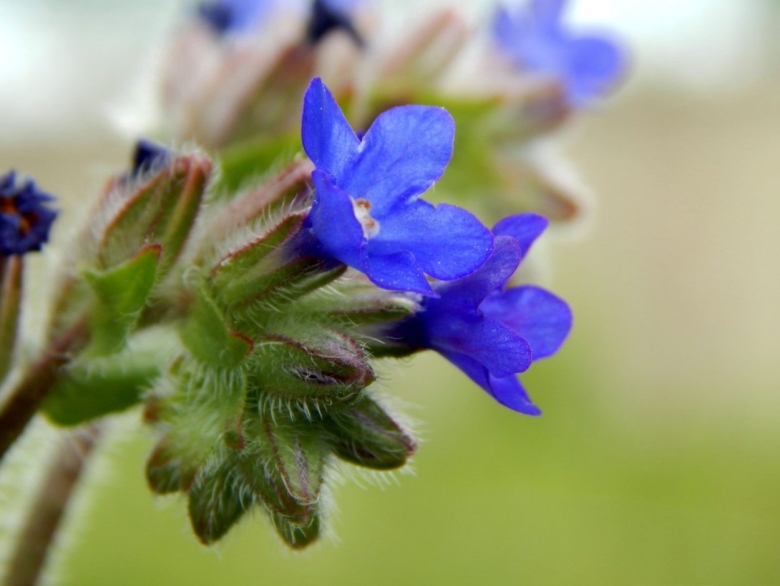 Anchusa officinalis