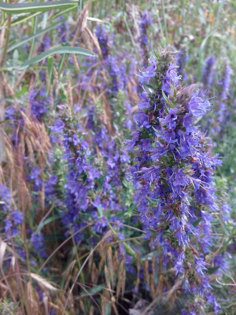 Иссоп лекарственный трава