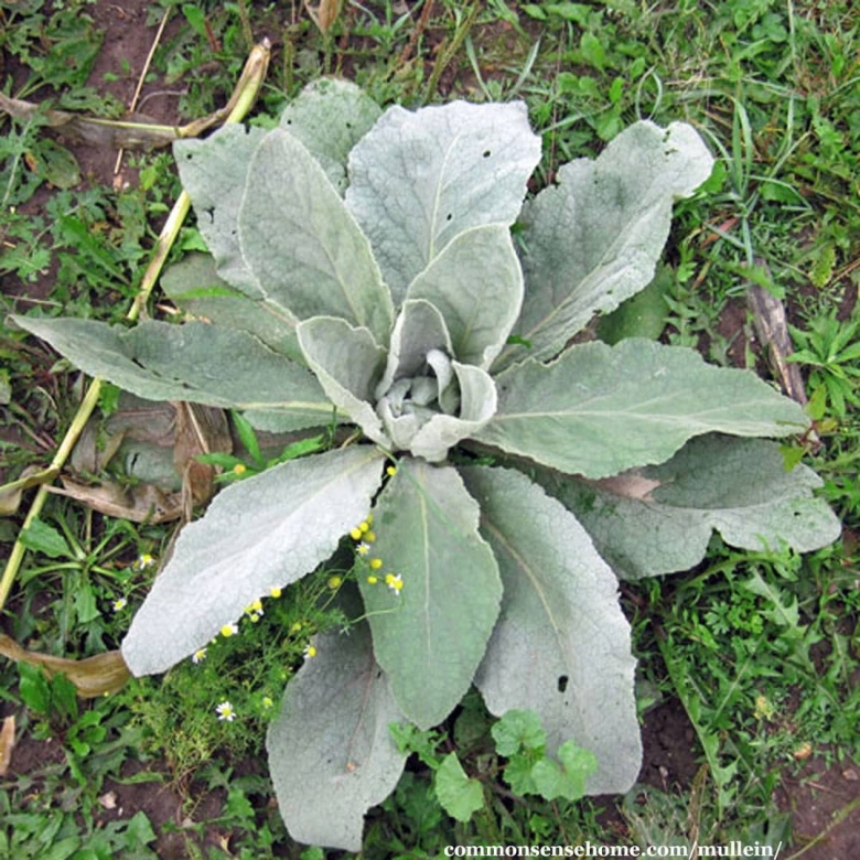 Mullein Leaf листья