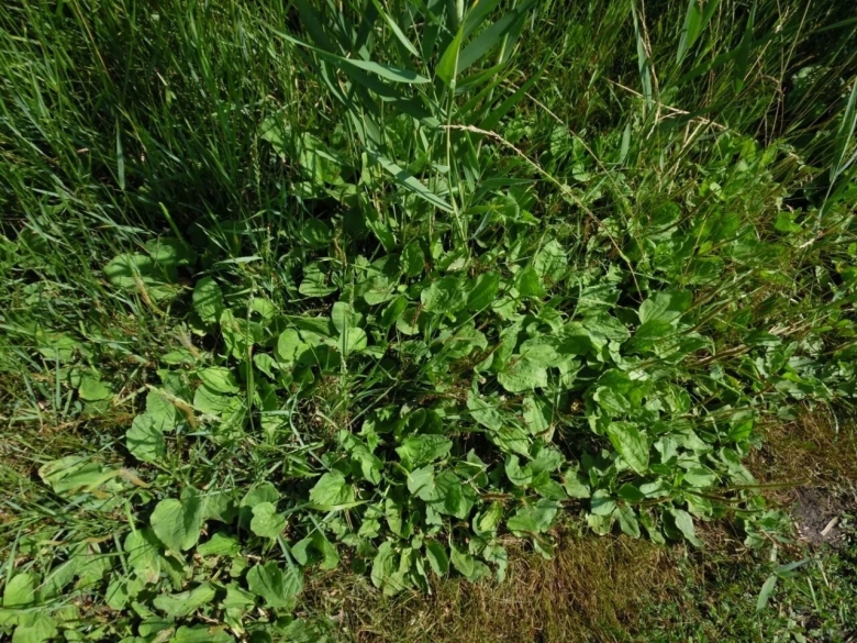 Сорняк ползучий полевой