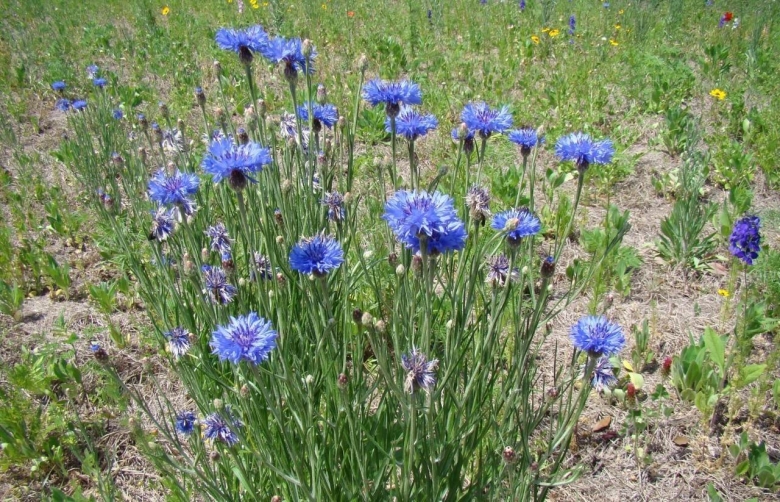 Василек горный многолетний