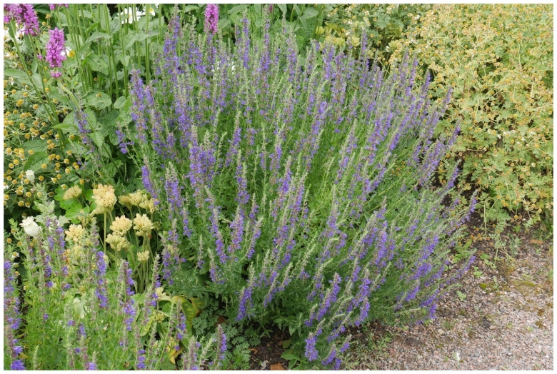 Иссоп дачный лекарь