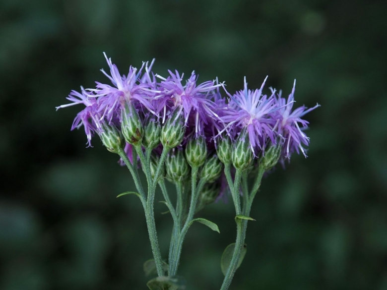 Соссюрея иволистная