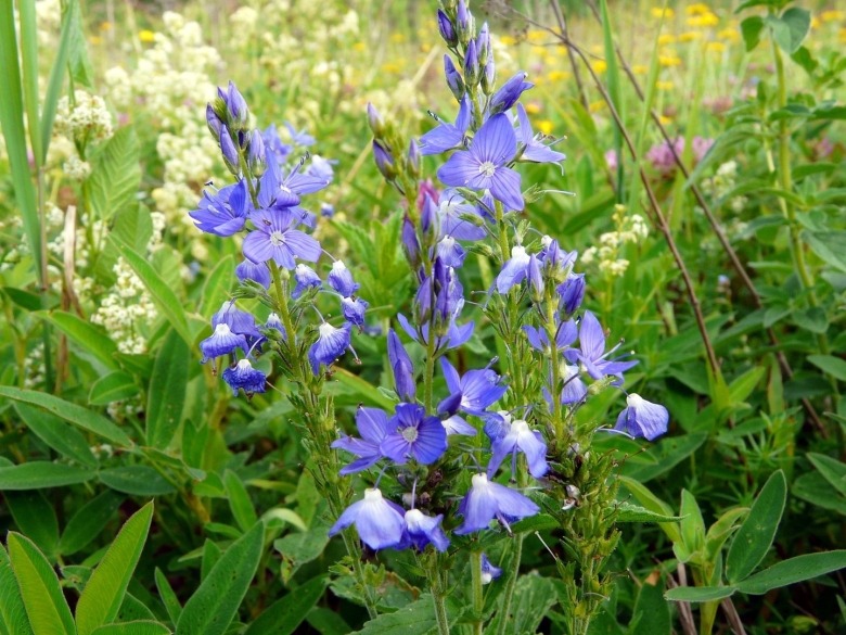 Вероника Уральская растение