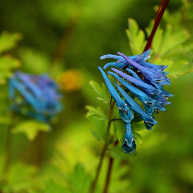 Хохлатка элата голубая