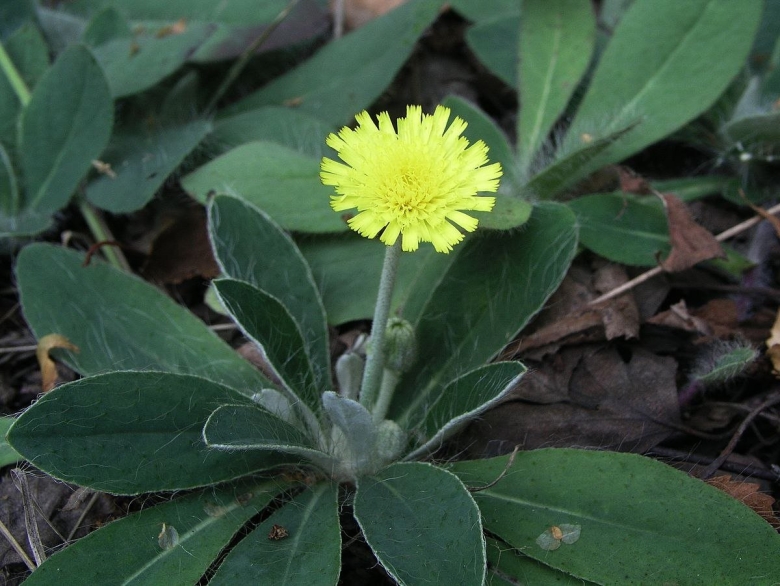 Ястребинка волосистая hieracium pilosella