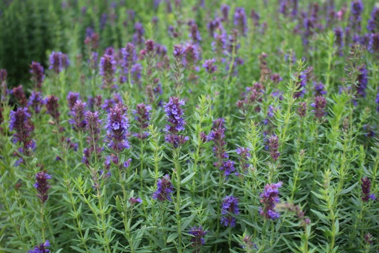 Иссоп Hyssopus officinalis Hyssop