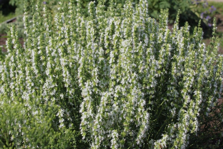 Иссоп альбус