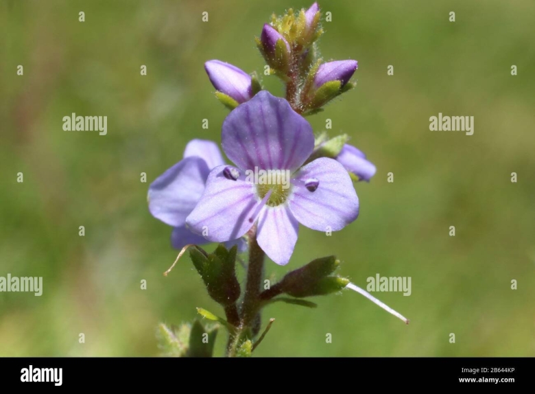 Вероника дубравная – veronica officinalis