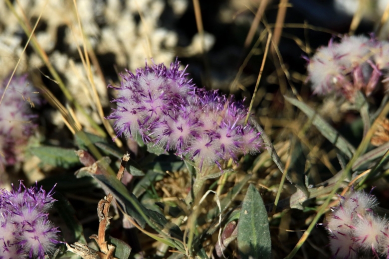 Соссюрея Альпийская