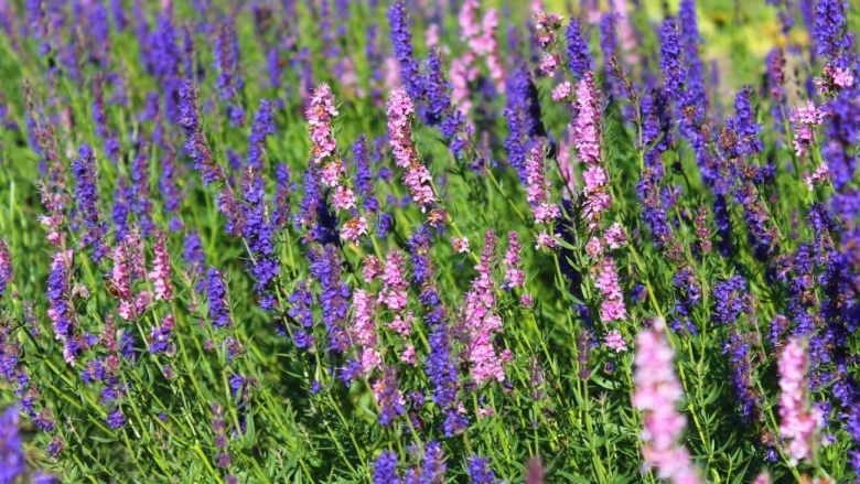 Иссоп Hyssopus officinalis Hyssop