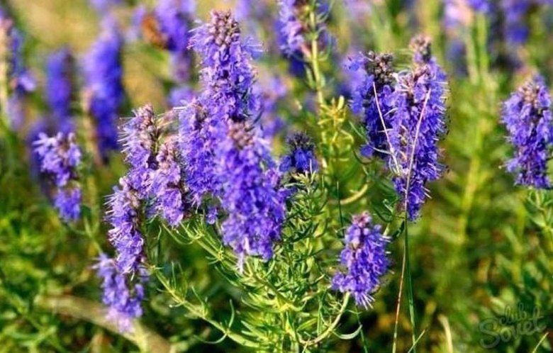 Иссоп оффициналис