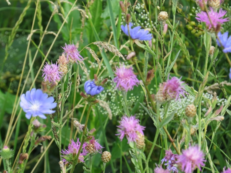 Балка Непрец Орловская