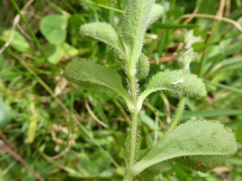 Вероника лекарственная