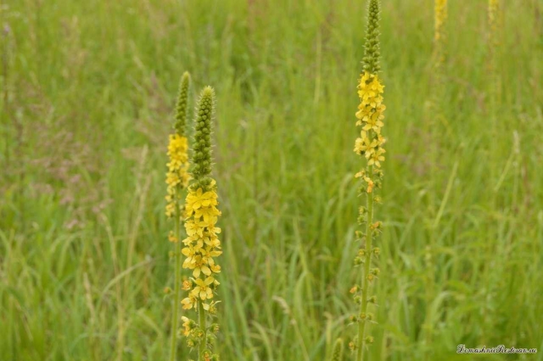 Трава репешка обыкновенного