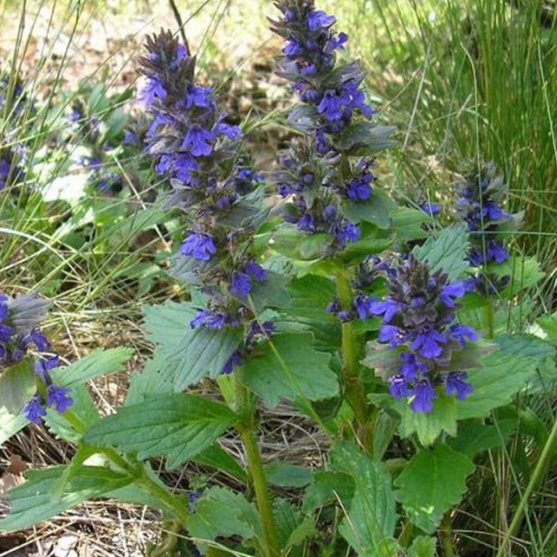 Живучка ползучая Женевская